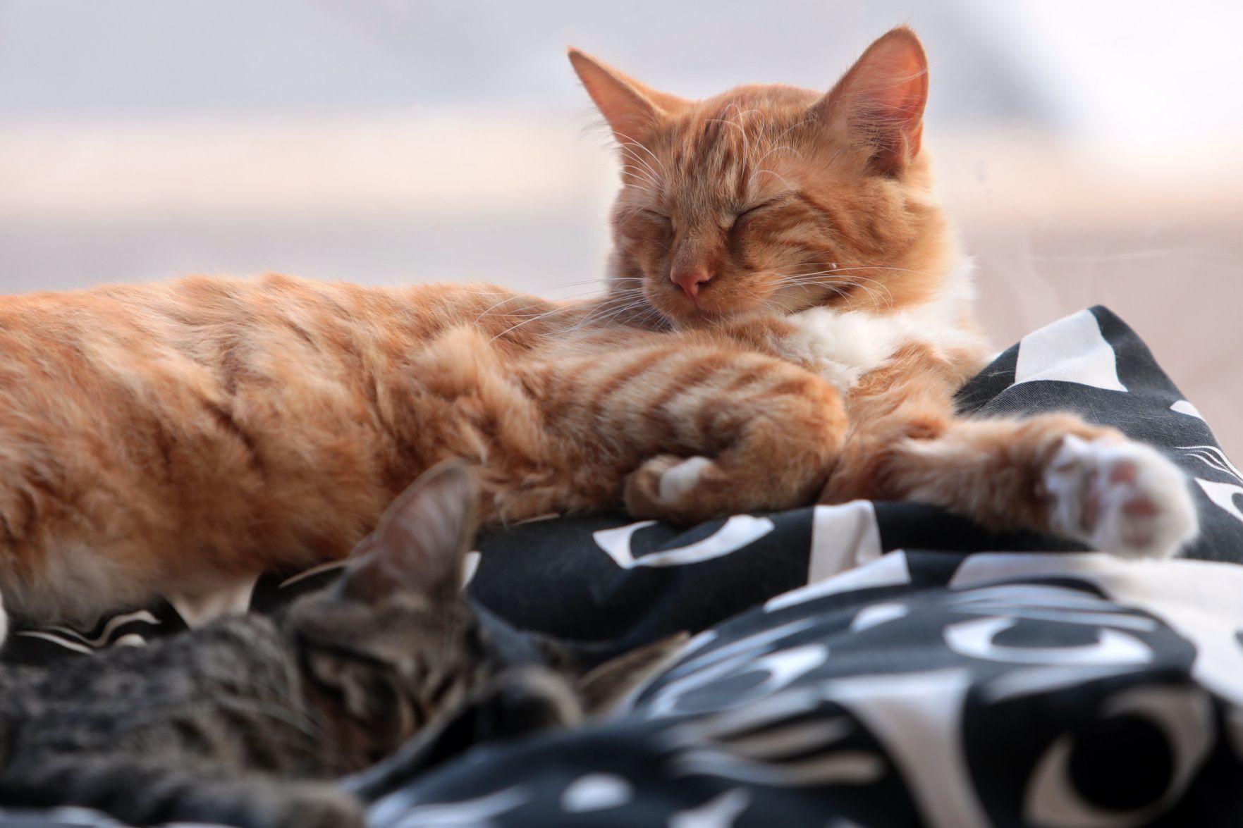 Mauhaus Cat Cafe and Lounge